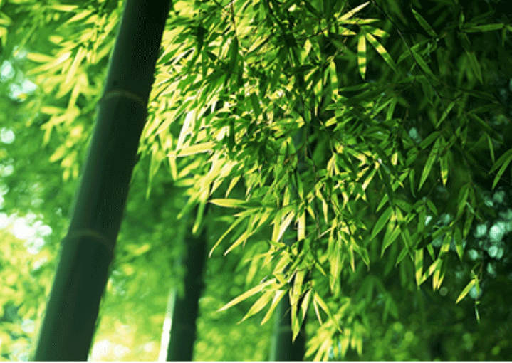 不朽情缘官方网站下载
